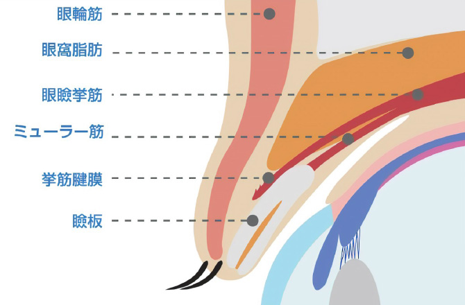 まぶたの構造