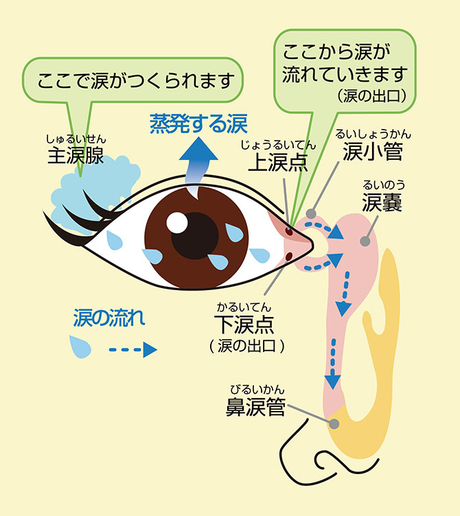 涙がつくられ出るまでの図